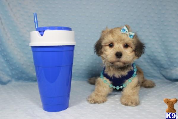 lvpuppyheaven Picture 2